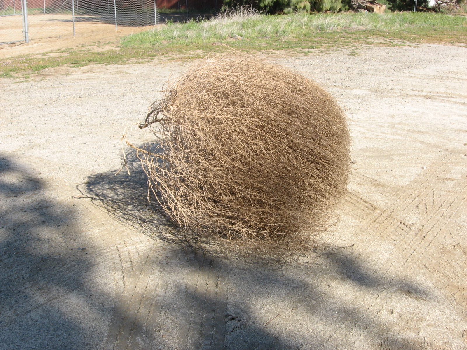 Tumbleweed